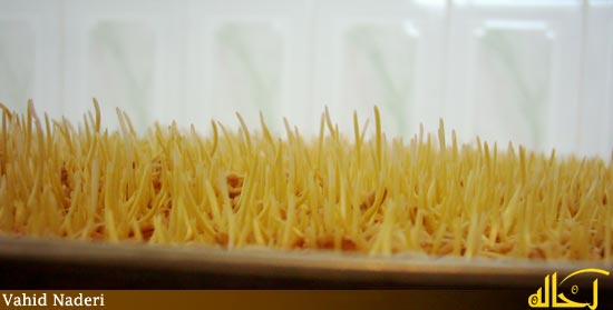 گالري عكس گلپايگان