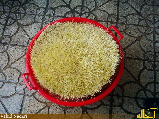 گالري عكس گلپايگان