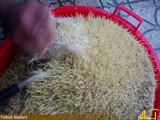 گالري عكس گلپايگان