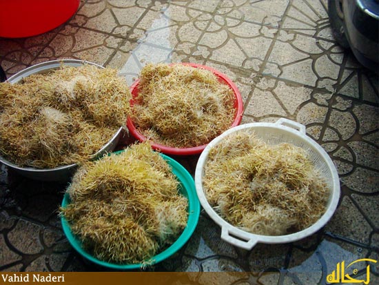 گالري عكس گلپايگان