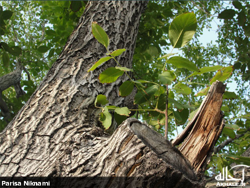 تصاویر روستای باصفای وانشان