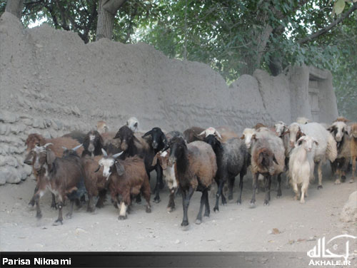 تصاویر روستای باصفای وانشان